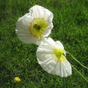 Iceland poppy "Champagne Bubbles"