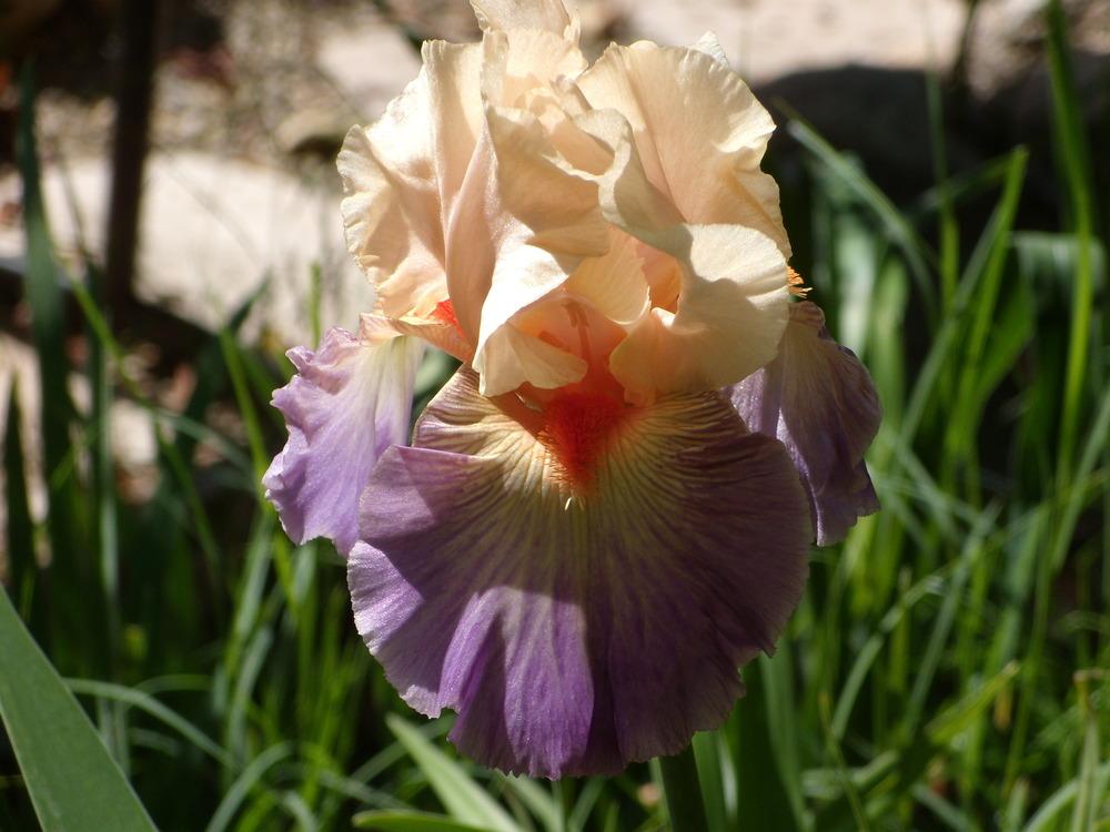 Photo of Tall Bearded Iris (Iris 'Undercurrent') uploaded by Betja