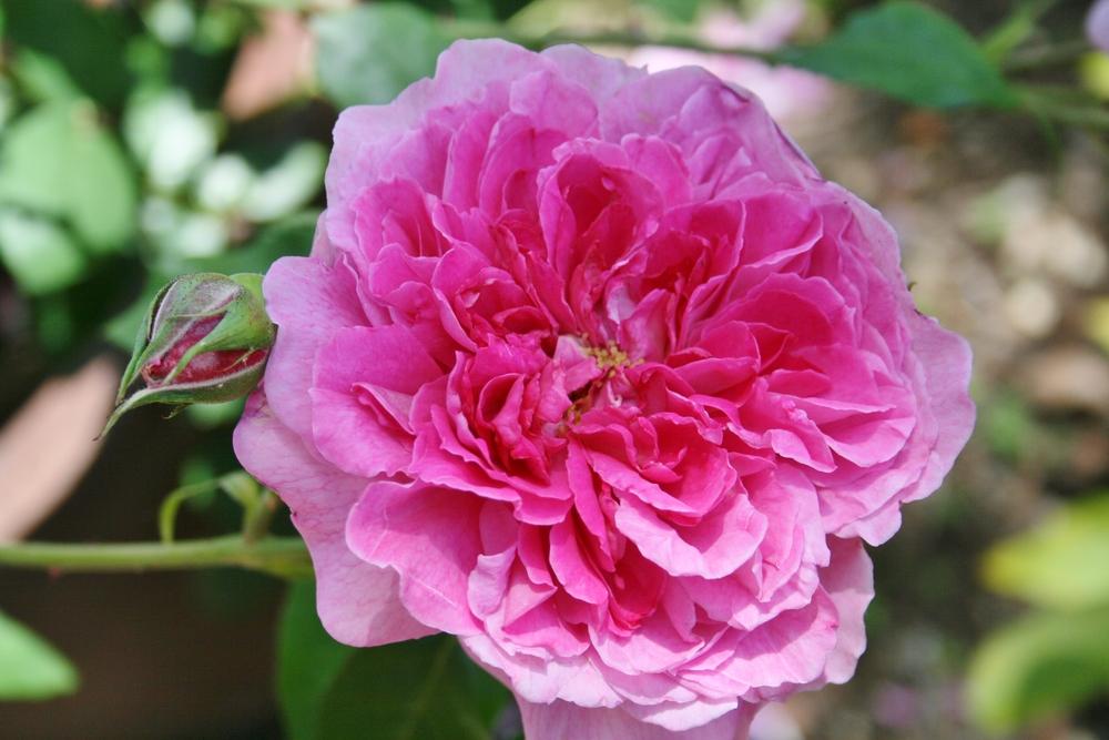 Photo of Rose (Rosa 'Portmeirion') uploaded by Calif_Sue