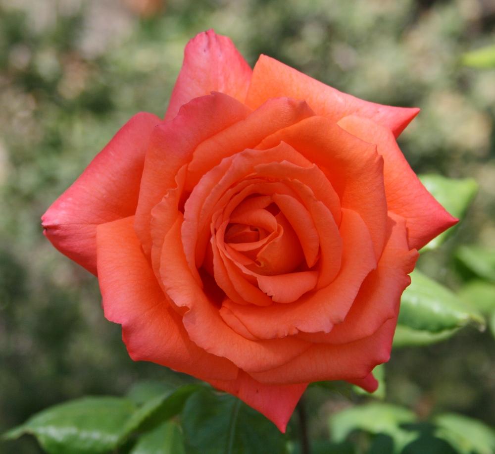 Photo of Rose (Rosa 'Shreveport') uploaded by Calif_Sue