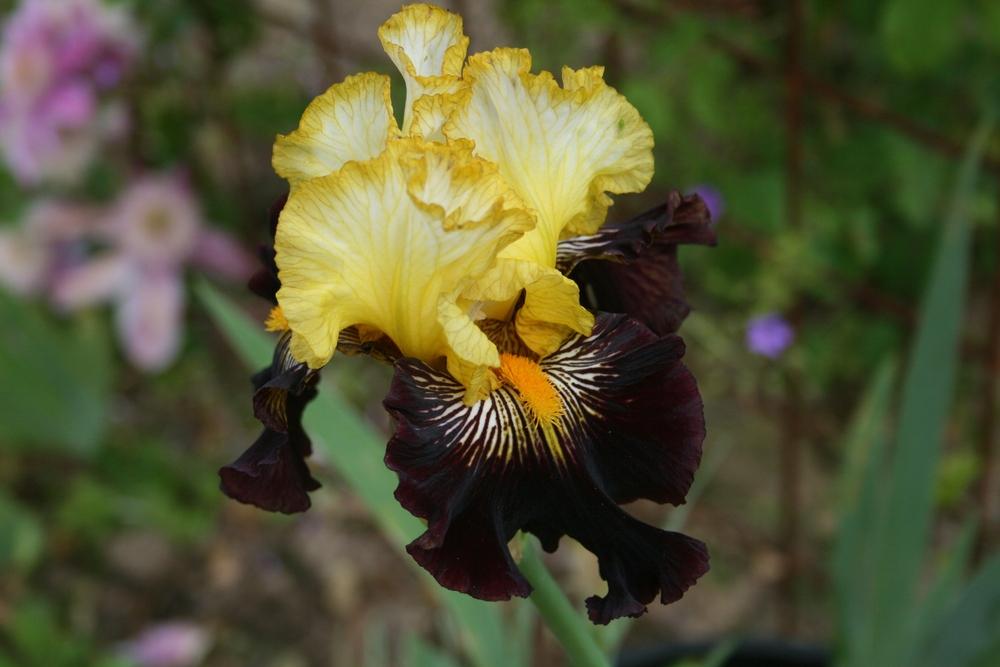 Photo of Tall Bearded Iris (Iris 'Reckless Abandon') uploaded by Calif_Sue