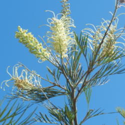 Location: Macleay Island, Queensland, Australia
Date: 2014-04-24
Commonly trees have entirley white flowers and not red.