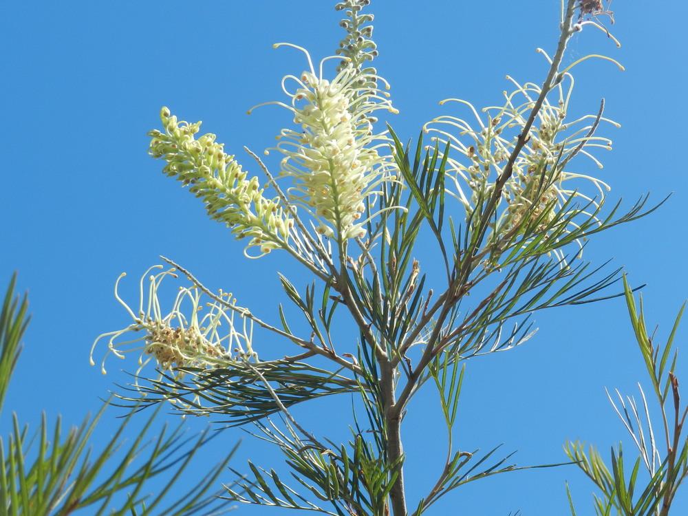 Photo of Silky Oak Tree (Grevillea banksii) uploaded by Gleni