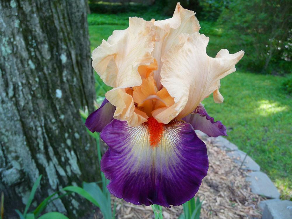 Photo of Tall Bearded Iris (Iris 'Dancing Spree') uploaded by Lestv