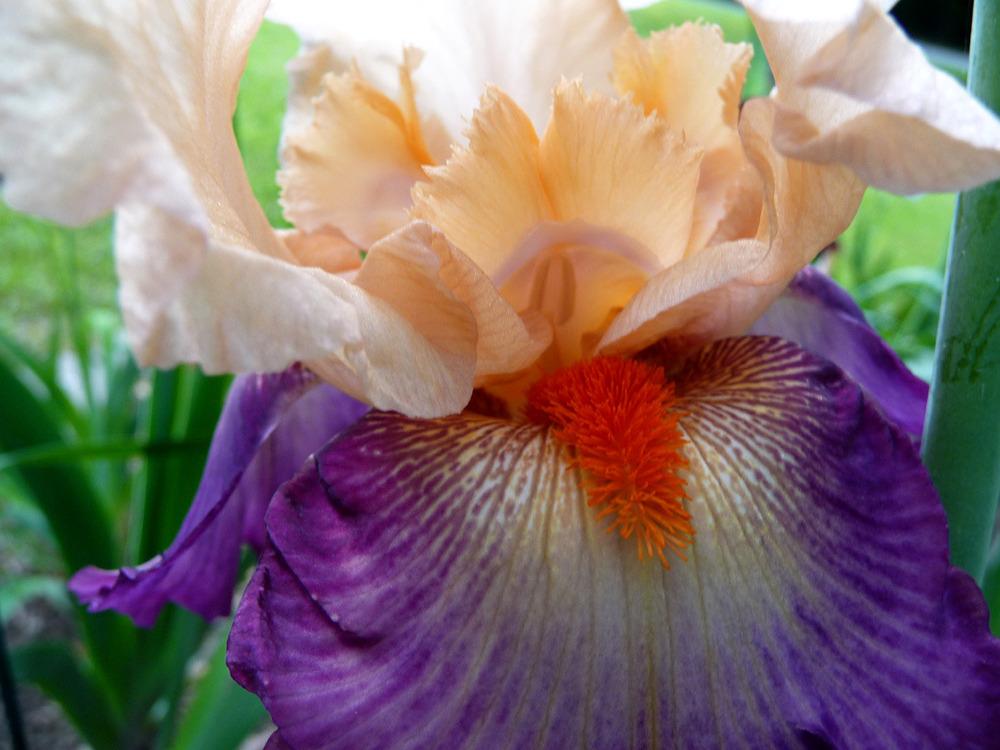Photo of Tall Bearded Iris (Iris 'Dancing Spree') uploaded by Lestv