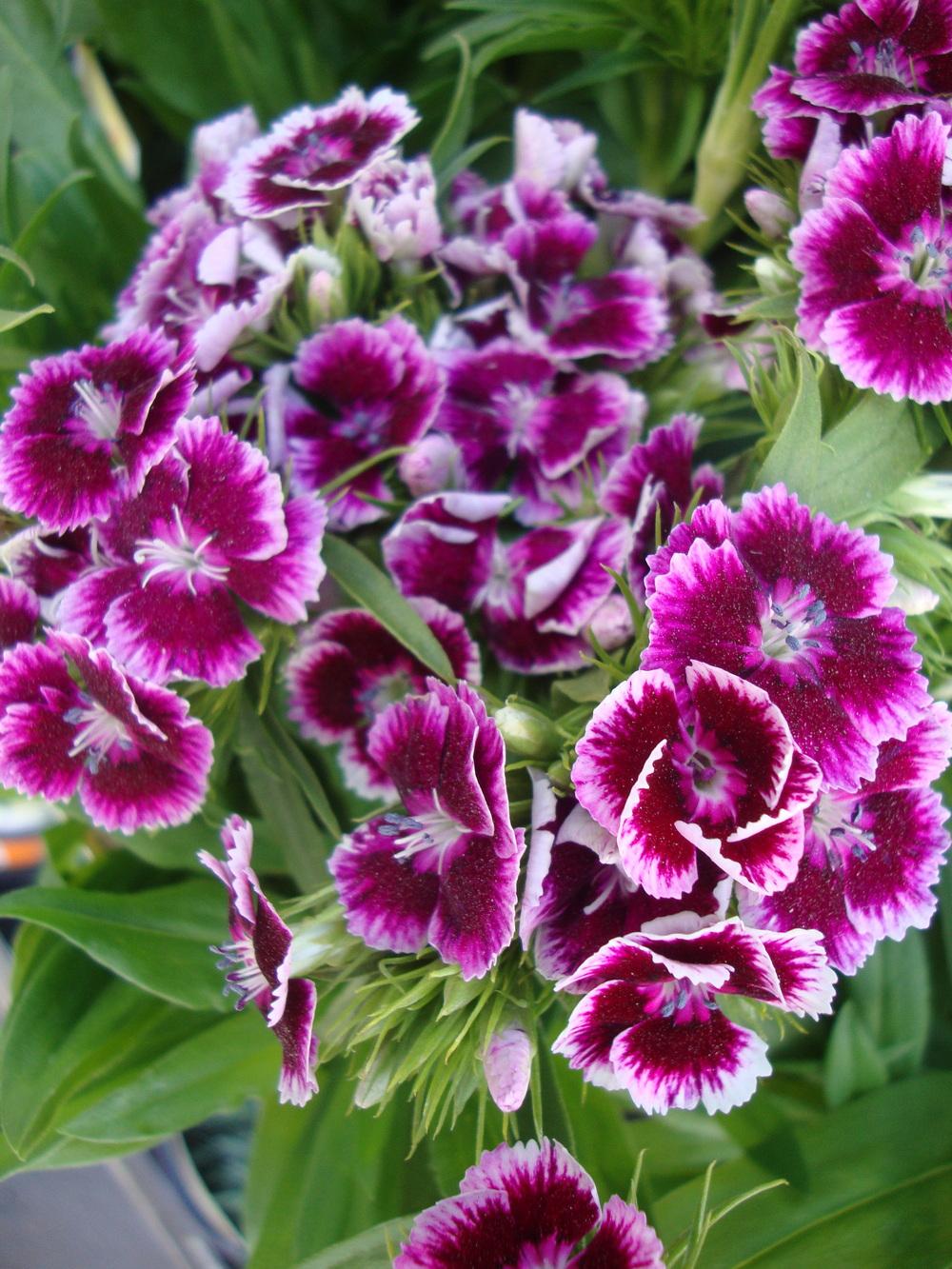 Photo of Dianthus (Dianthus barbatus Barbarini™ Purple Picotee) uploaded by Paul2032