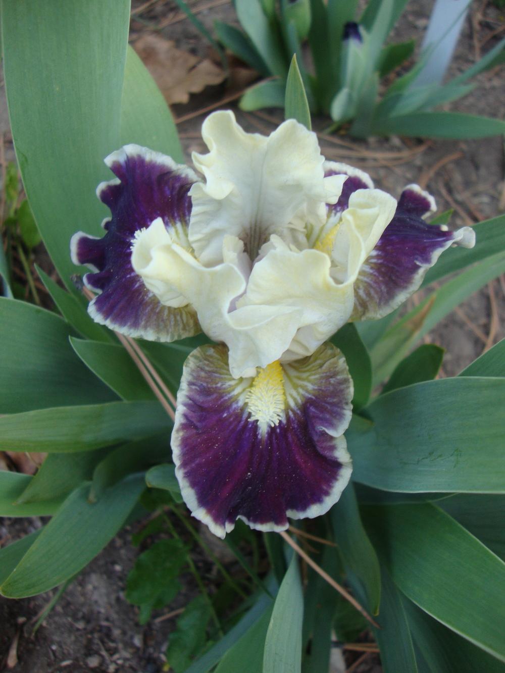 Photo of Standard Dwarf Bearded Iris (Iris 'Coconino') uploaded by Paul2032