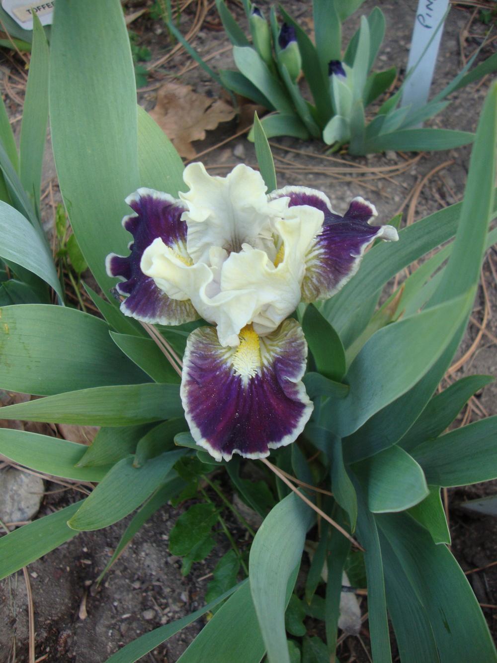 Photo of Standard Dwarf Bearded Iris (Iris 'Coconino') uploaded by Paul2032