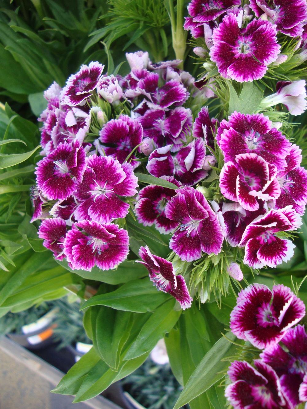 Photo of Dianthus (Dianthus barbatus Barbarini™ Purple Picotee) uploaded by Paul2032