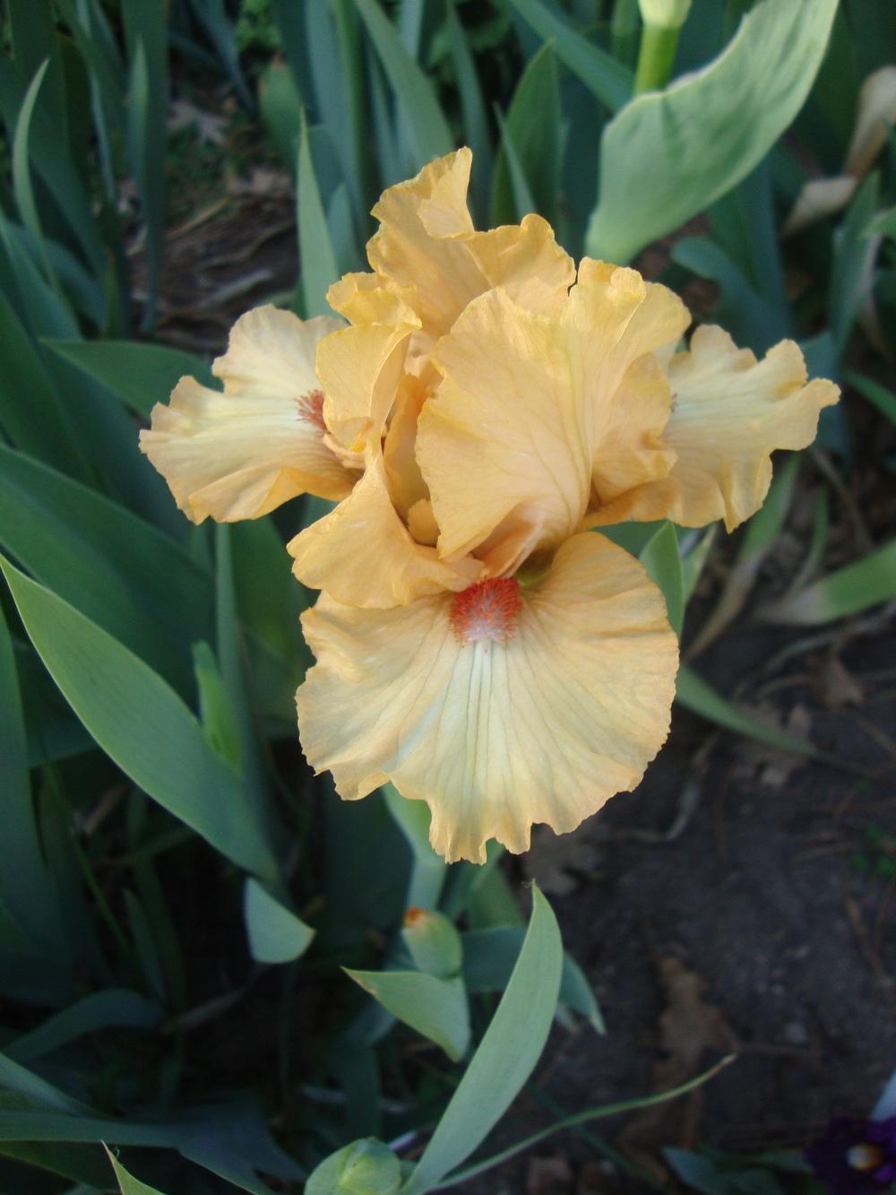 Photo of Intermediate Bearded Iris (Iris 'Toffee') uploaded by Paul2032