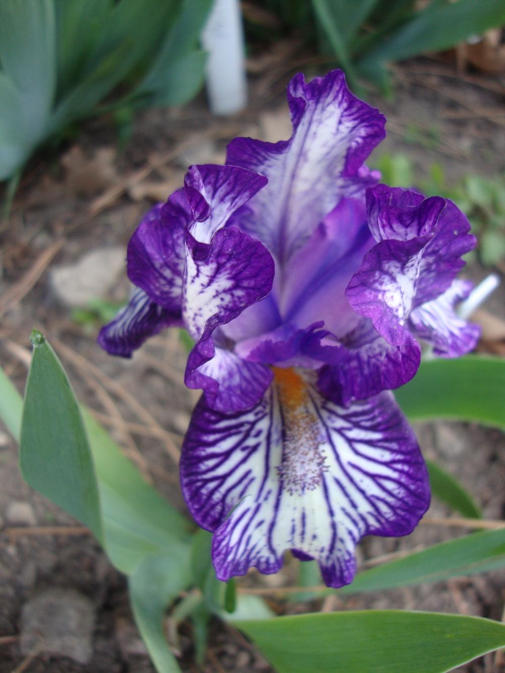 Photo of Standard Dwarf Bearded Iris (Iris 'Force Field') uploaded by Paul2032