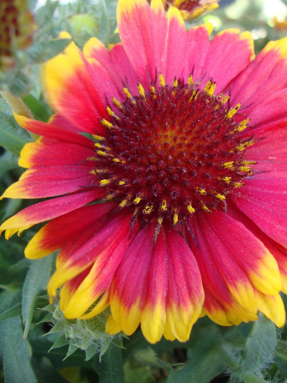 Photo of Blanket Flower (Gaillardia 'Arizona Sun') uploaded by Paul2032