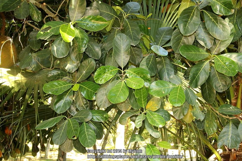 Photo of Jackfruit (Artocarpus heterophyllus) uploaded by bonitin