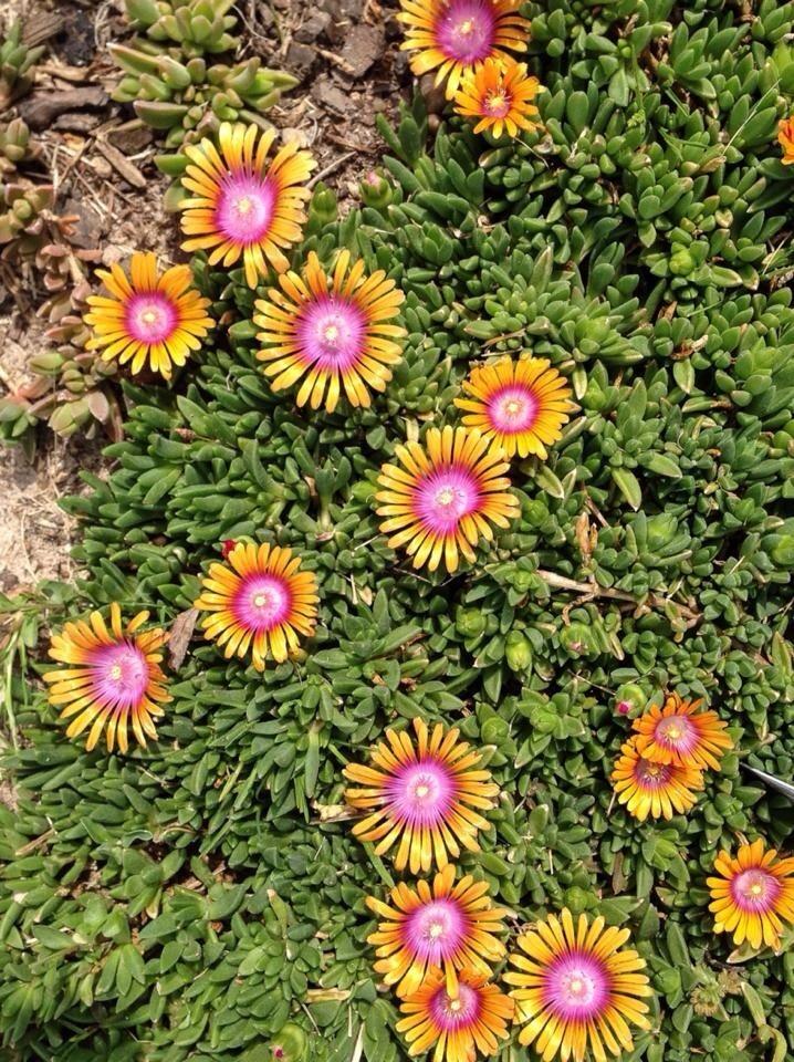 Photo of Ice Plant (Delosperma Fire Spinner™) uploaded by clintbrown