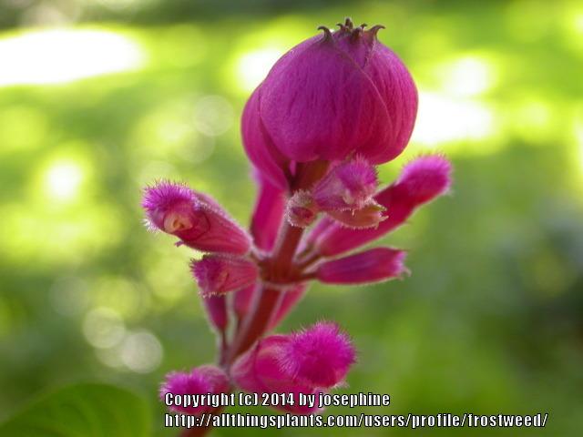 Photo of Rose Leaf Sage (Salvia involucrata) uploaded by frostweed
