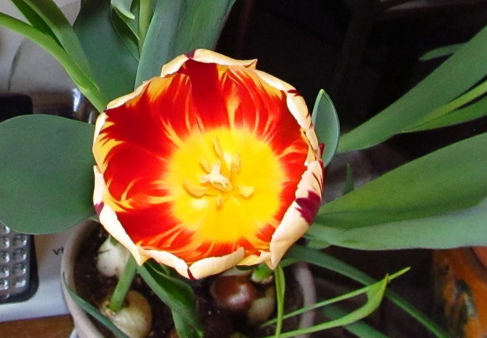 Photo of Triumph Tulip (Tulipa 'Grand Perfection') uploaded by jmorth