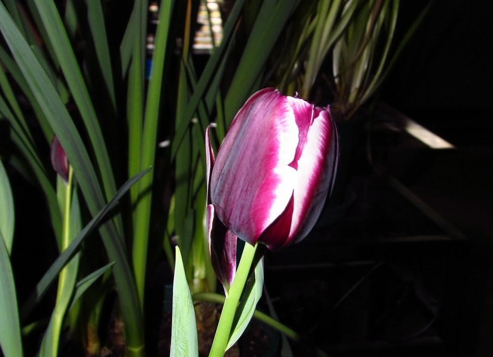 Photo of Triumph Tulip (Tulipa 'Jackpot') uploaded by jmorth