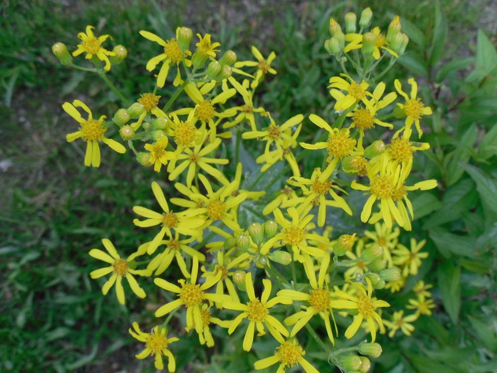 Photo of Ragwort (Senecio ampullaceus) uploaded by wildflowers