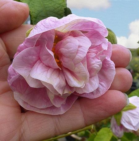 Photo of Double Flowering Maple (Abutilon 'Victorian Lady') uploaded by Calif_Sue