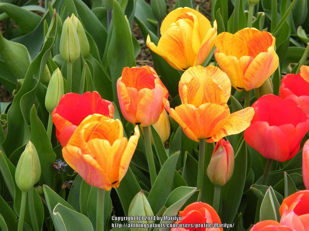 Photo of Tulip (Tulipa 'Striped Apeldoorn') uploaded by Marilyn