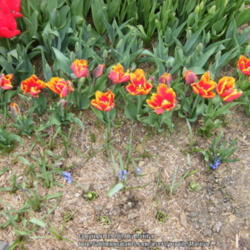 Location: My garden in Kentucky
Date: 2014-04-21
These were planted in different bed 10 inches deep