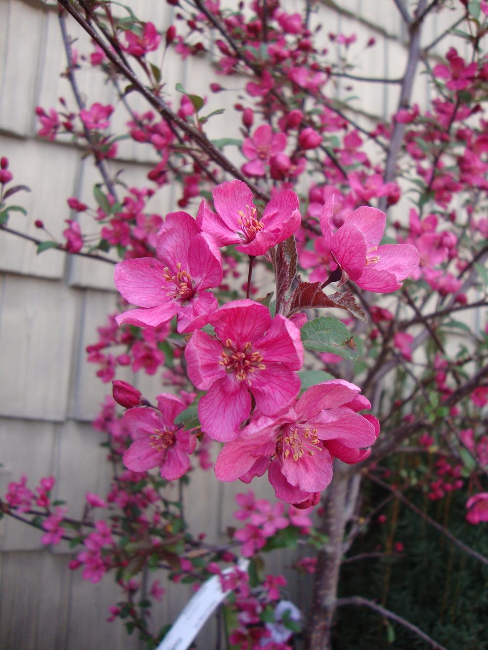 Photo of Crabapple (Malus 'Prairie Fire') uploaded by Paul2032