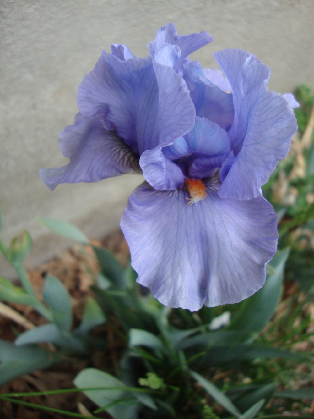 Photo of Standard Dwarf Bearded Iris (Iris 'Fires of Fiji') uploaded by Paul2032
