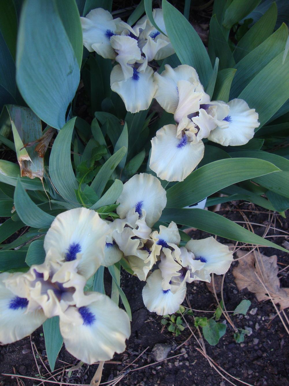 Photo of Standard Dwarf Bearded Iris (Iris 'Satin Accent') uploaded by Paul2032