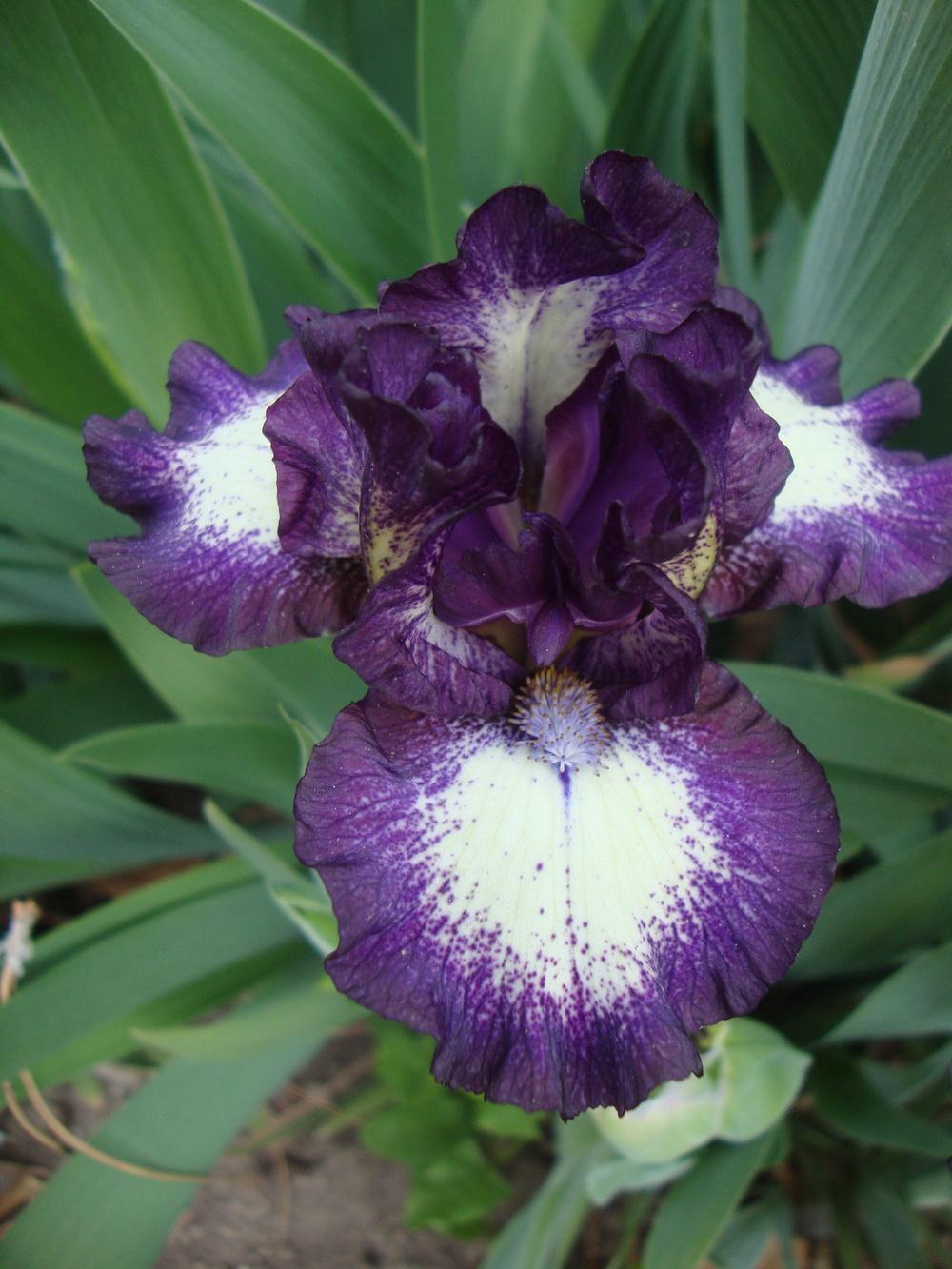 Photo of Standard Dwarf Bearded Iris (Iris 'Dark Design') uploaded by Paul2032