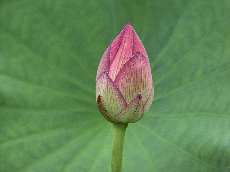 Photo of Sacred Lotus (Nelumbo nucifera) uploaded by SongofJoy