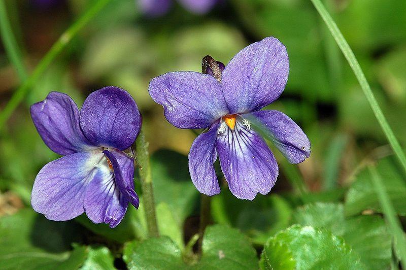 Photo of Sweet Violet (Viola odorata) uploaded by SongofJoy