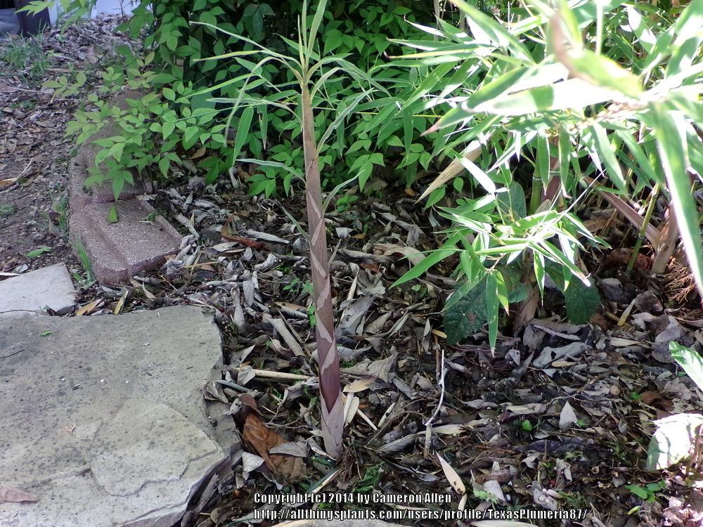 Photo of Snow Bamboo (Phyllostachys nuda) uploaded by TexasPlumeria87