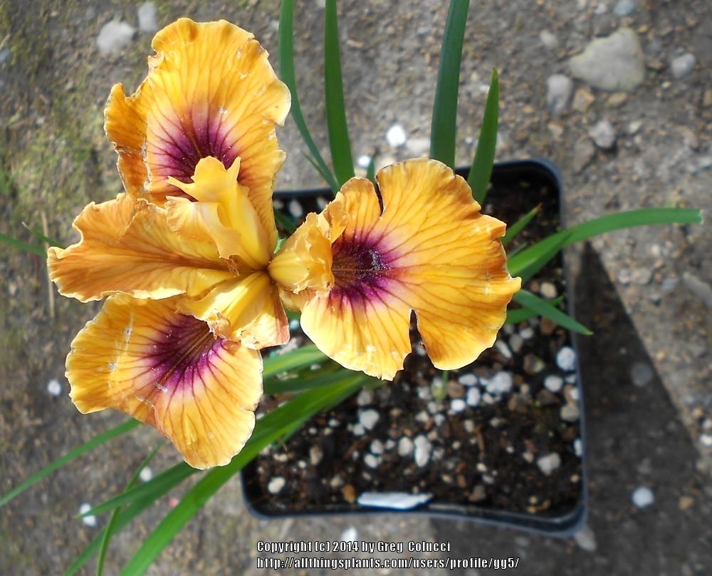 Photo of Pacific Coast Iris (Iris 'Multiplicity') uploaded by gg5