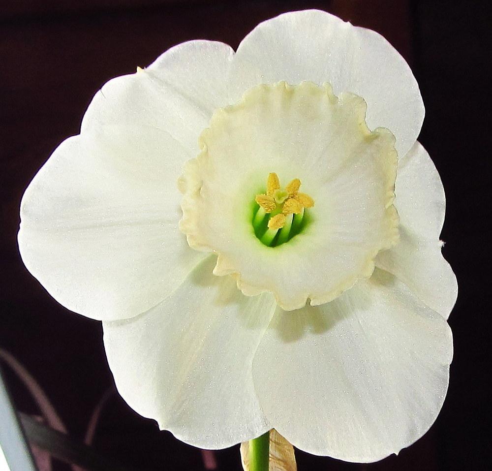 Photo of Large-cupped Daffodil (Narcissus 'Stainless') uploaded by jmorth
