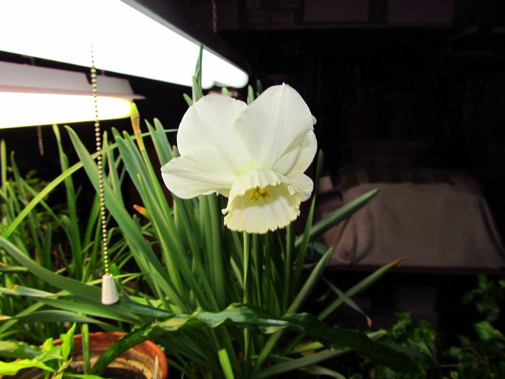 Photo of Large-cupped Daffodil (Narcissus 'Stainless') uploaded by jmorth