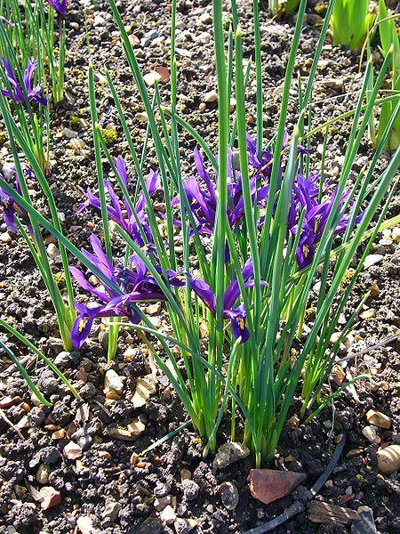 Photo of Reticulated Iris (Iris reticulata) uploaded by robertduval14