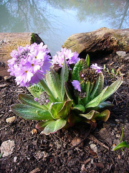Photo of Drumstick Primrose (Primula denticulata) uploaded by robertduval14
