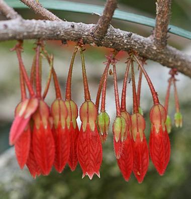 Photo of Agapetes (Agapetes serpens) uploaded by Calif_Sue