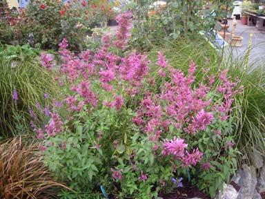 Photo of Mexican Giant Hyssop (Agastache mexicana 'Sangria') uploaded by Calif_Sue