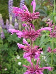 Photo of Mexican Giant Hyssop (Agastache mexicana 'Sangria') uploaded by Calif_Sue