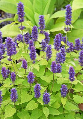 Photo of Anise Hyssop (Agastache foeniculum 'Golden Jubilee') uploaded by Calif_Sue