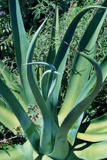Photo of Octopus Agave (Agave vilmoriniana) uploaded by Calif_Sue