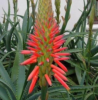 Photo of Krantz Aloe (Aloe arborescens) uploaded by Calif_Sue