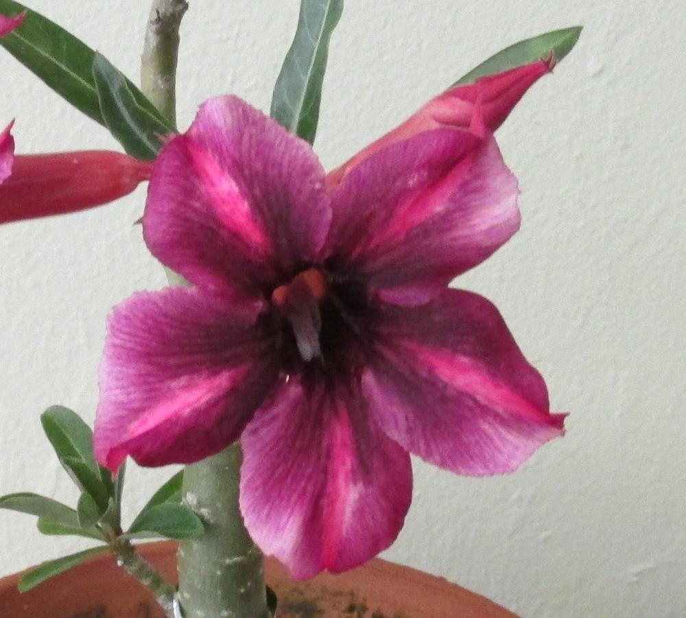 Photo of Desert Rose (Adenium obesum 'Sakda Purple') uploaded by Dutchlady1