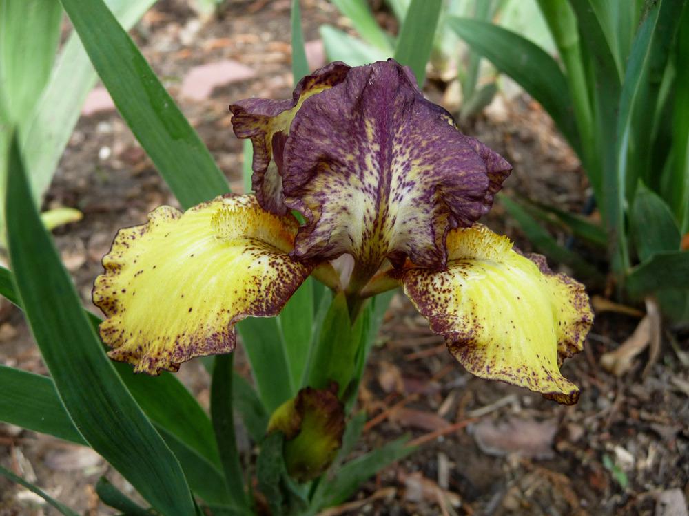 Photo of Standard Dwarf Bearded Iris (Iris 'Tremors') uploaded by Lestv