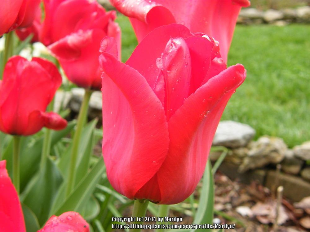 Photo of Darwin Hybrid Tulip (Tulipa 'Red Impression') uploaded by Marilyn