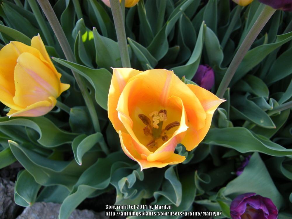 Photo of Tulip (Tulipa 'Jenny') uploaded by Marilyn
