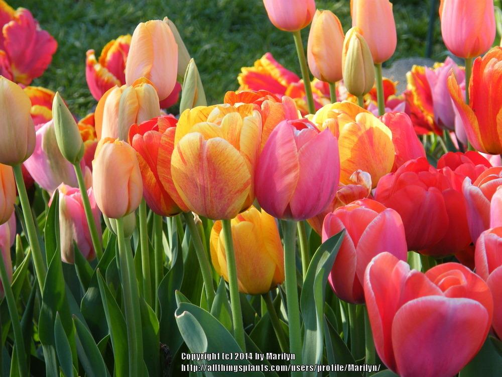 Photo of Tulip (Tulipa 'Striped Apeldoorn') uploaded by Marilyn