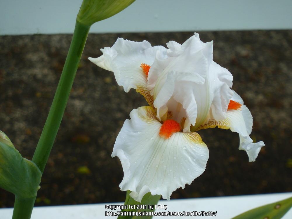 Photo of Tall Bearded Iris (Iris 'White Hot') uploaded by Patty
