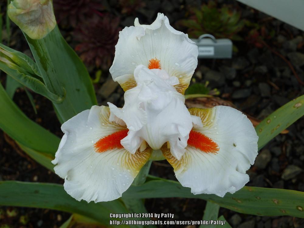 Photo of Tall Bearded Iris (Iris 'White Hot') uploaded by Patty